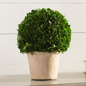 Preserved Greens Ball Boxwood Topiary in Pot
