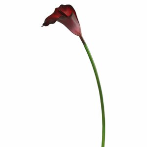 Calla Lily Stem