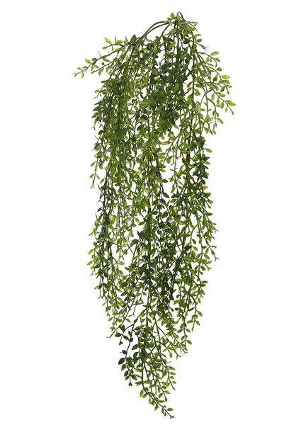 Charlton Home Lemon Beauty Leaf Vine Foliage Plant & Reviews | Wayfair.ca