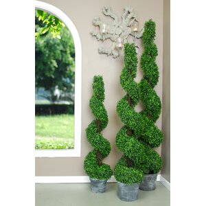 Spiral Boxwood Topiary in Planter