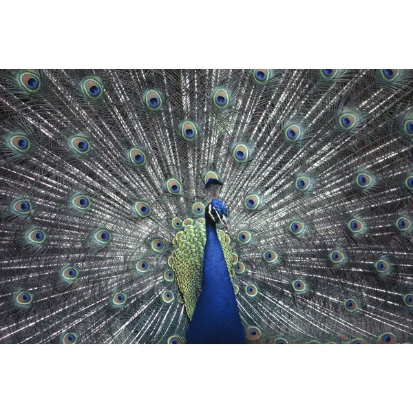 Brewster Home Fashions National Geographic Peacock Wall Mural & Reviews ...