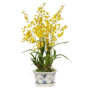 Rose Trellis Oncidium Orchid Floral Arrangement in Pot Cache