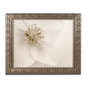 Hellebore Christmas Rose by Cora Niele Framed Photographic Print