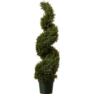 Rosemary Spiral Round Tapered Topiary in Pot