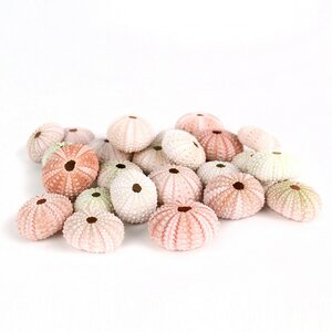 Natural Sea Urchin Shell (Set of 100)