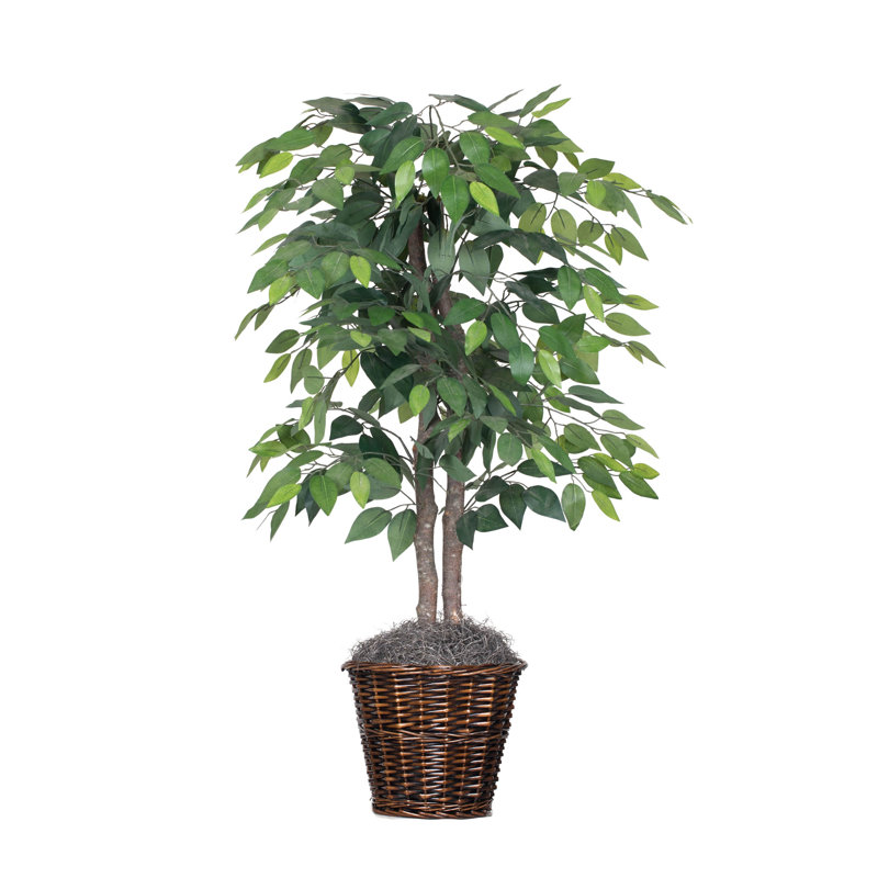 Charlton Home Artificial Potted Natural Ficus Tree in Basket & Reviews