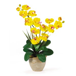 Double Phalaenopsis Silk Orchid Flower in Yellow