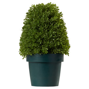 Eyre Boxwood Tree in Pot