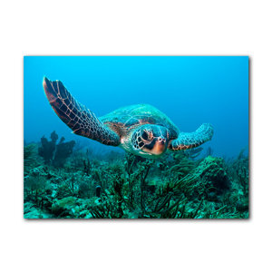 Turtle by Christopher Doherty Photographic Print on Canvas