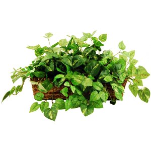 Deluxe Greenery Desk Top Plant in Basket