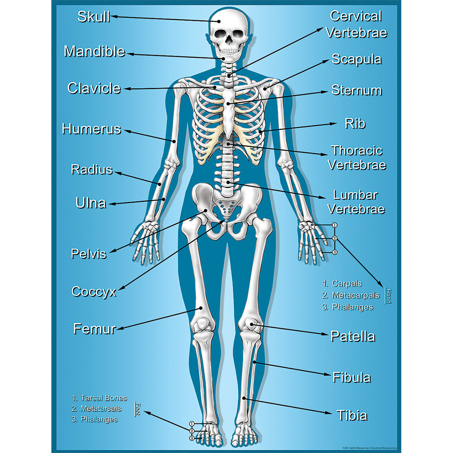 Printable Skeleton Parts