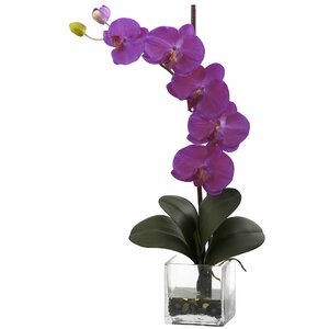 Giant Phalaenopsis Orchid in Glass Planter