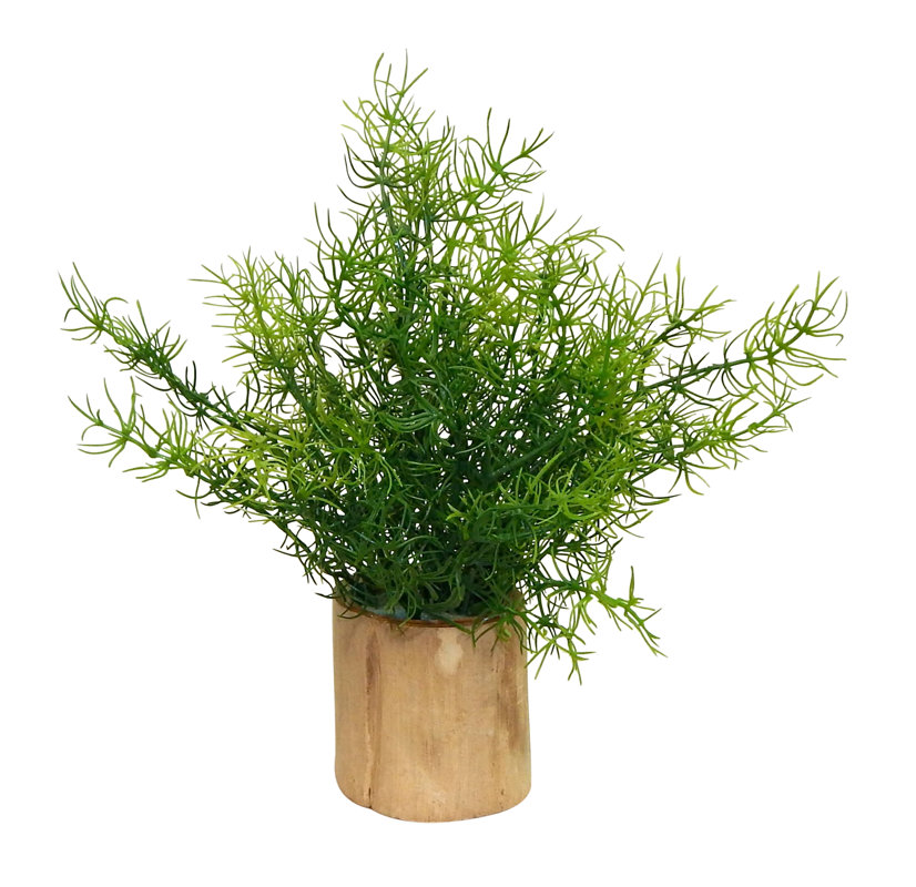 Wrought Studio Asparagus Fern Plant in Decorative Vase & Reviews Wayfair