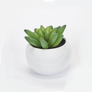 Desktop Succulent Plant in Ceramic Pot (Set of 2)