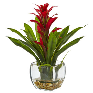 Bromeliad Arrangement in Vase