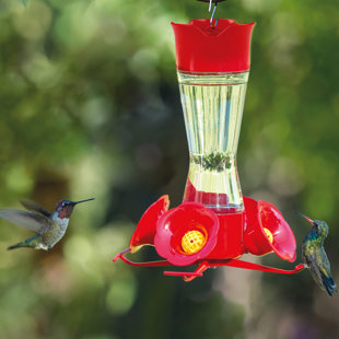 Songbird Essentials Dr Jb S Hummingbird Feeder Wayfair