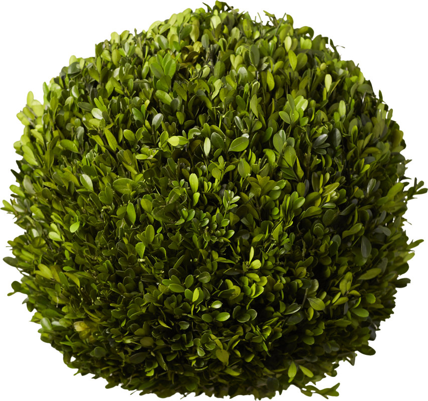 One Allium Way Preserved Boxwoods Ball Topiary & Reviews | Wayfair