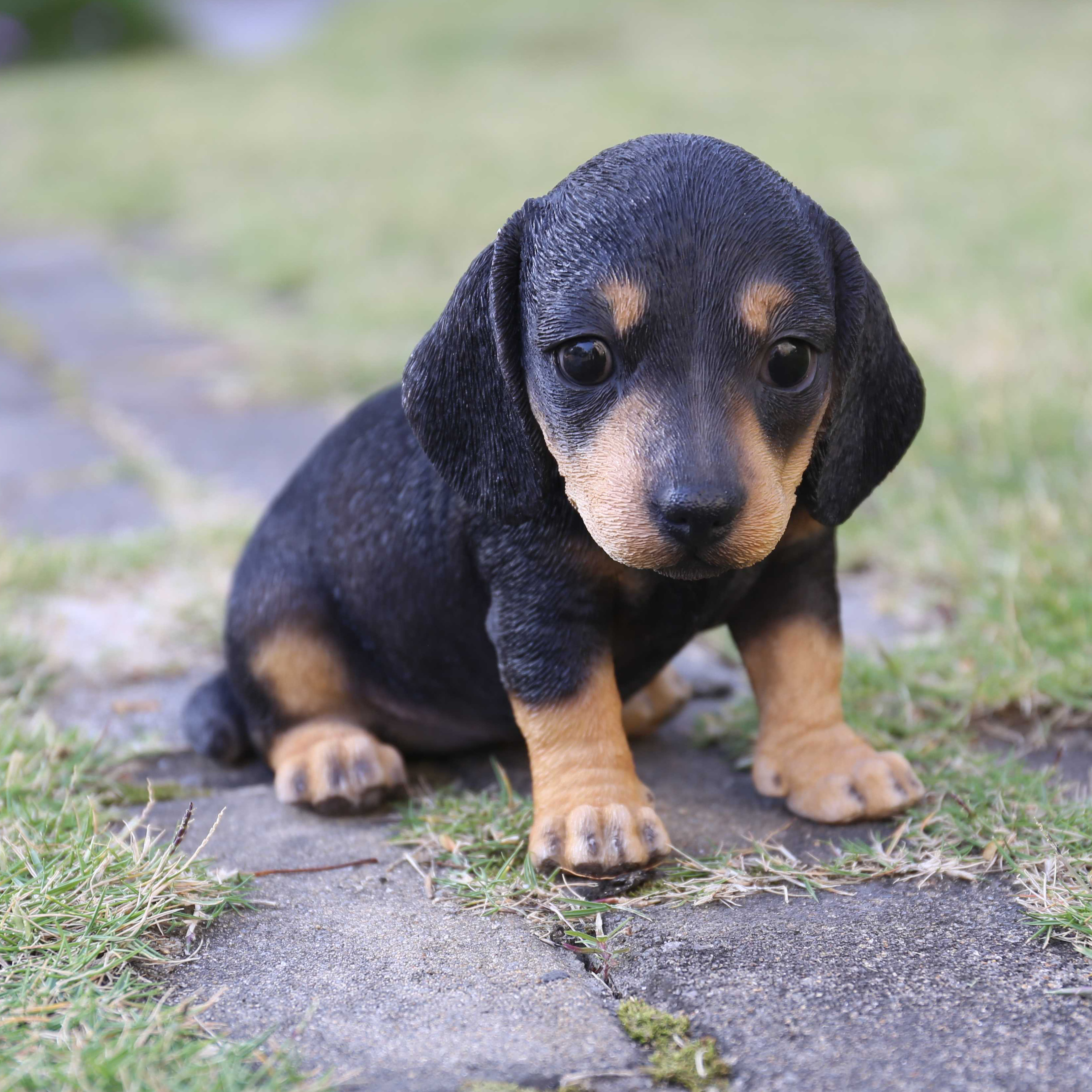 hi line gift ltd dachshund puppy statue reviews wayfair