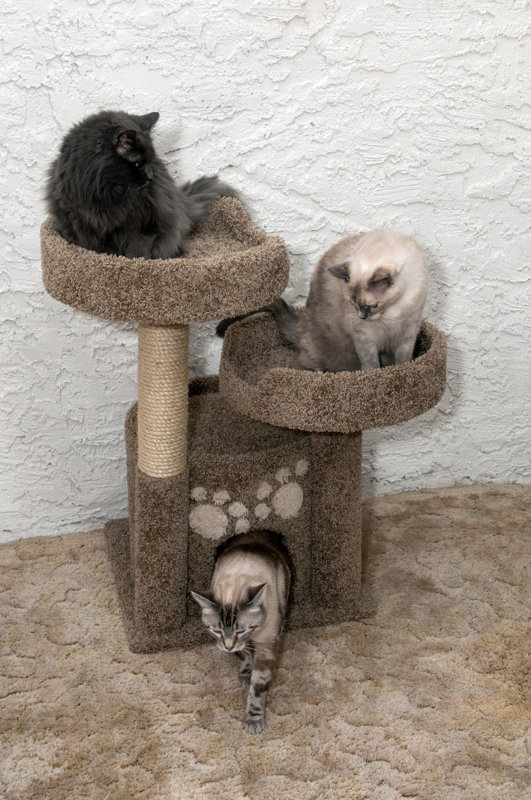 New Cat Condos 34" Premier Double Perch Solid Wood Cat Condo & Reviews