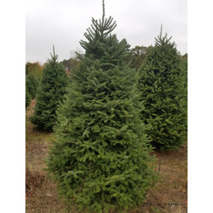 7 Green Fir Tree Freshly Cut Christmas 7 Green Fir Tree Freshly Cut Christmas
