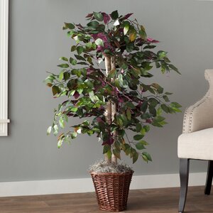 Oberham Capensia Tree in Basket