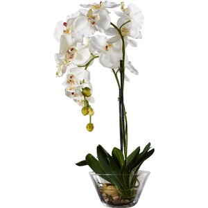 Phalaenopsis Silk White Orchid in Glass Vase