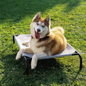 Baccus Elevated Indoor/Outdoor Pet Cot