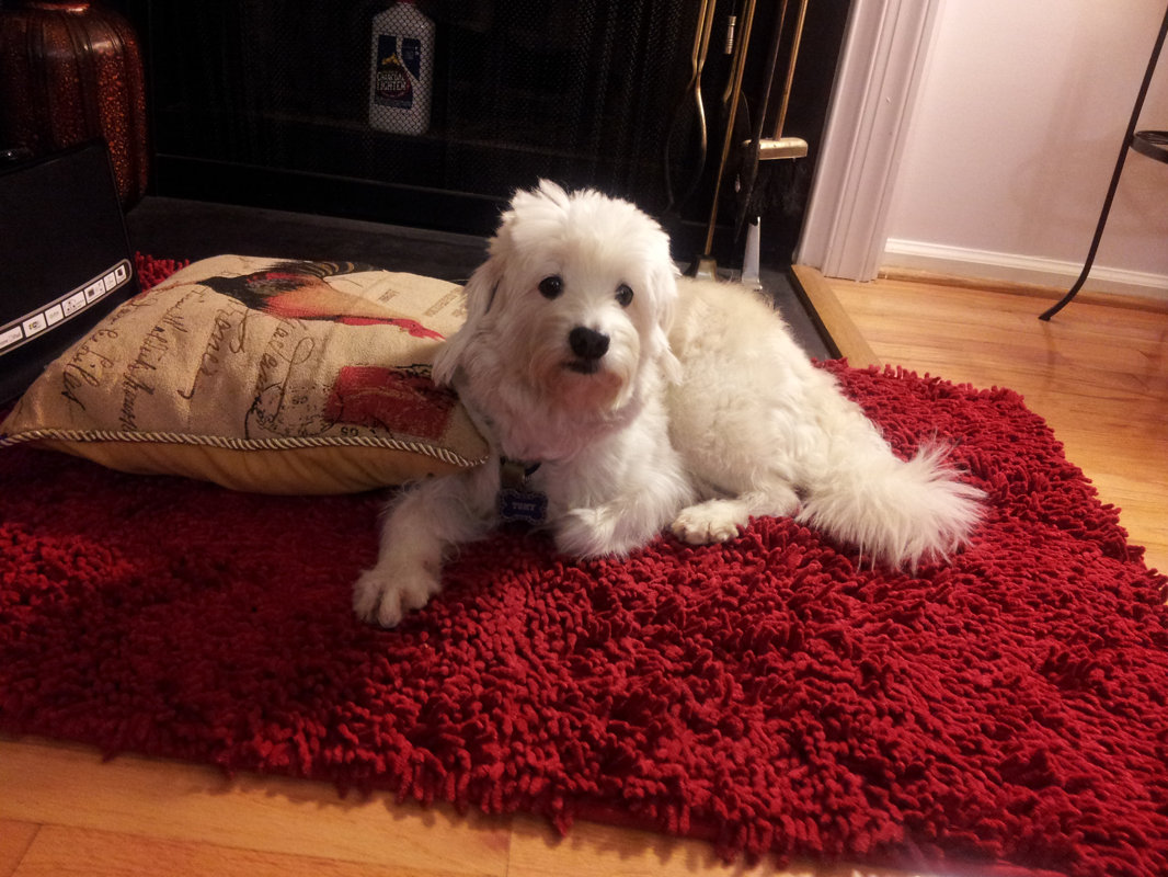 DaDa Bedding Cotton Chenille Rug & Reviews Wayfair