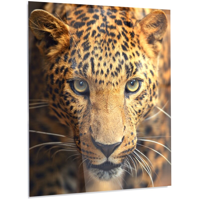 DesignArt 'Leopard Face Close-up' Photograph | Wayfair