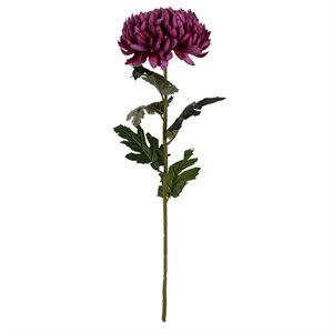 Chrysanthemum Stem