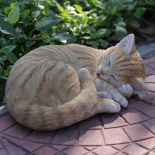 View Orange Tabby Cat Lying and Sleeping