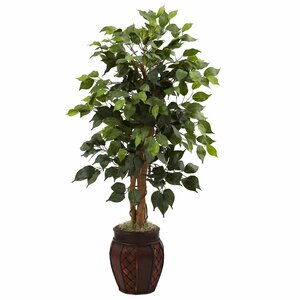 Ficus Tree in Planter