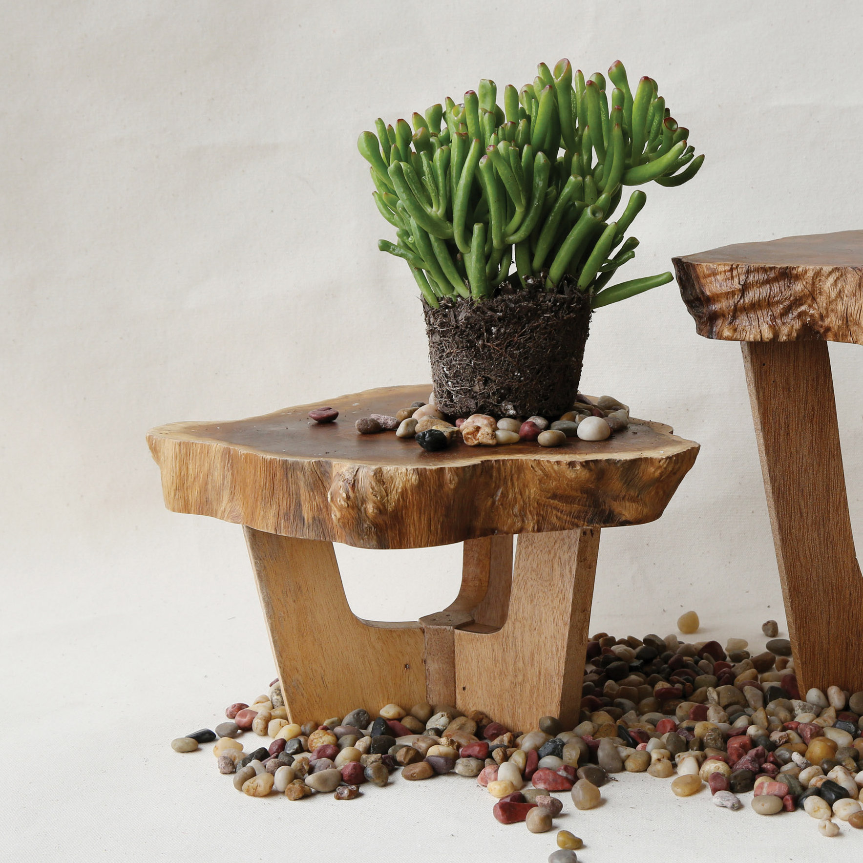 Creative CoOp Pure Pedestal Plant Stand &amp; Reviews Wayfair