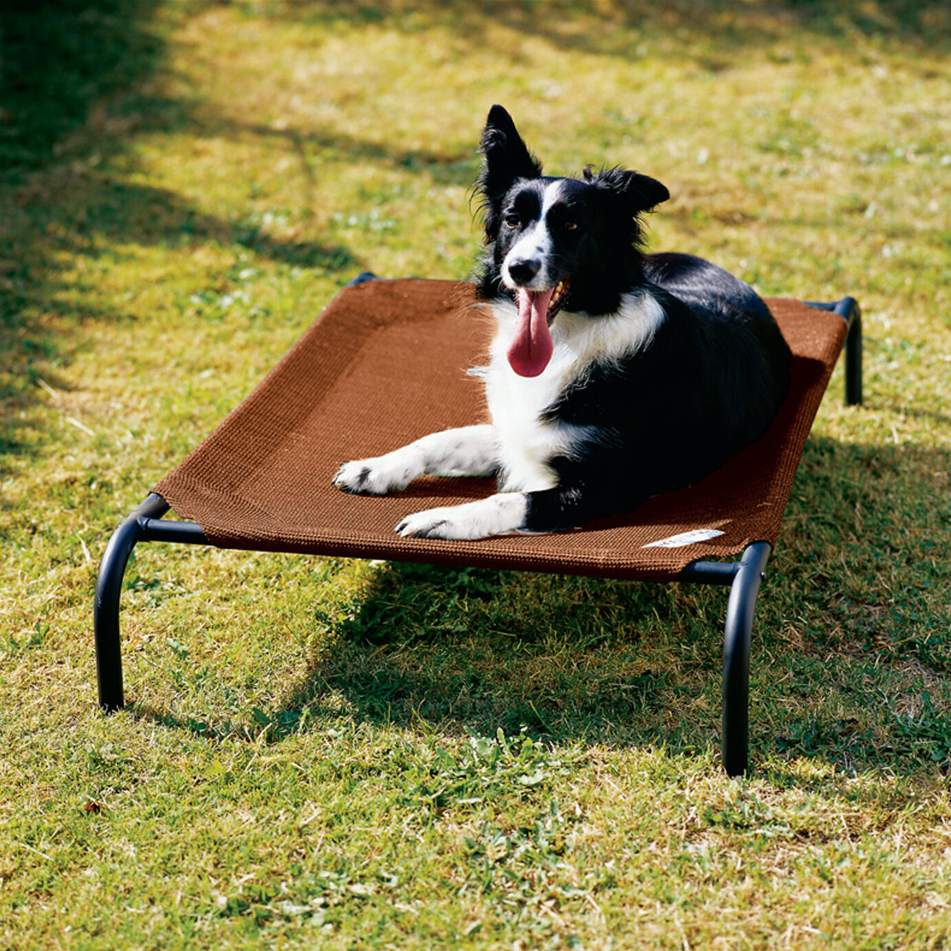 Coolaroo Elevated Indoor/Outdoor Pet Cot You'll Love Wayfair