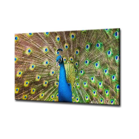 Ready2hangart 'Peacock' by Bruce Brain Photographic Print & Reviews ...