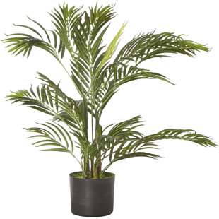 Modern & Contemporary Indoor Floor Plants | AllModern Modern & Contemporary Indoor Floor Plants | AllModern