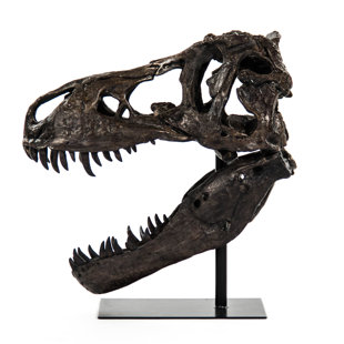 Dinosaur Head Wayfair Dinosaur Skull With Base Wall Décor