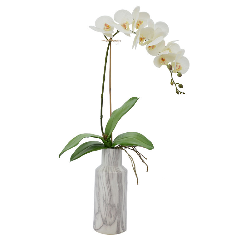 Phalaenopsis Orchid Flowring Plant In Decorative Vase Joss Main