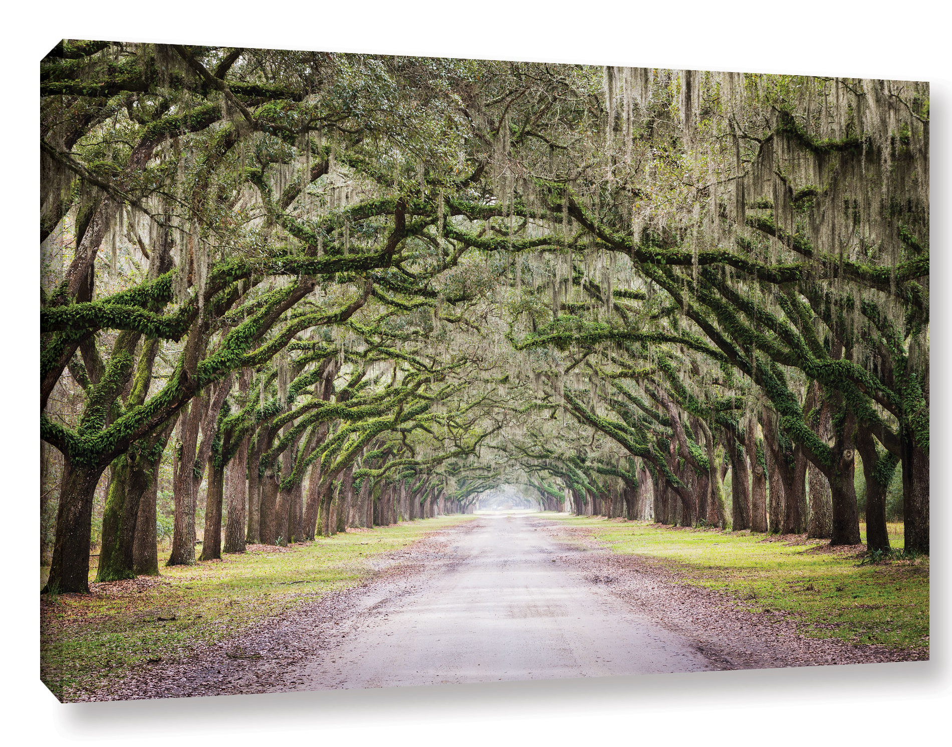 Oak Trees With Spanish Moss In Savanna Georgia Framed Photographic Oak Trees With Spanish Moss In Savanna Georgia Framed Photographic Print On Canvas Green Brown Yellow Reviews Allmodern