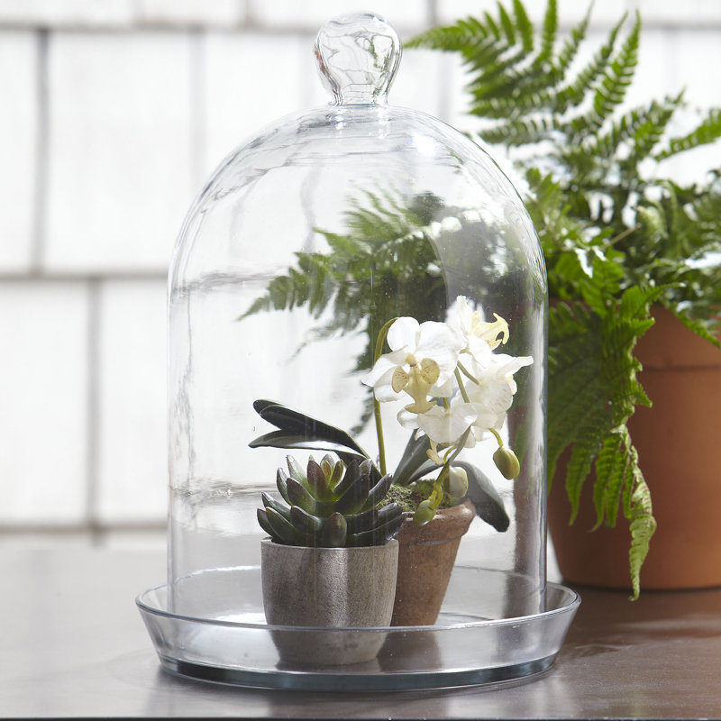 Birch Lane™ Glass Bell Jar Terrarium & Reviews Wayfair