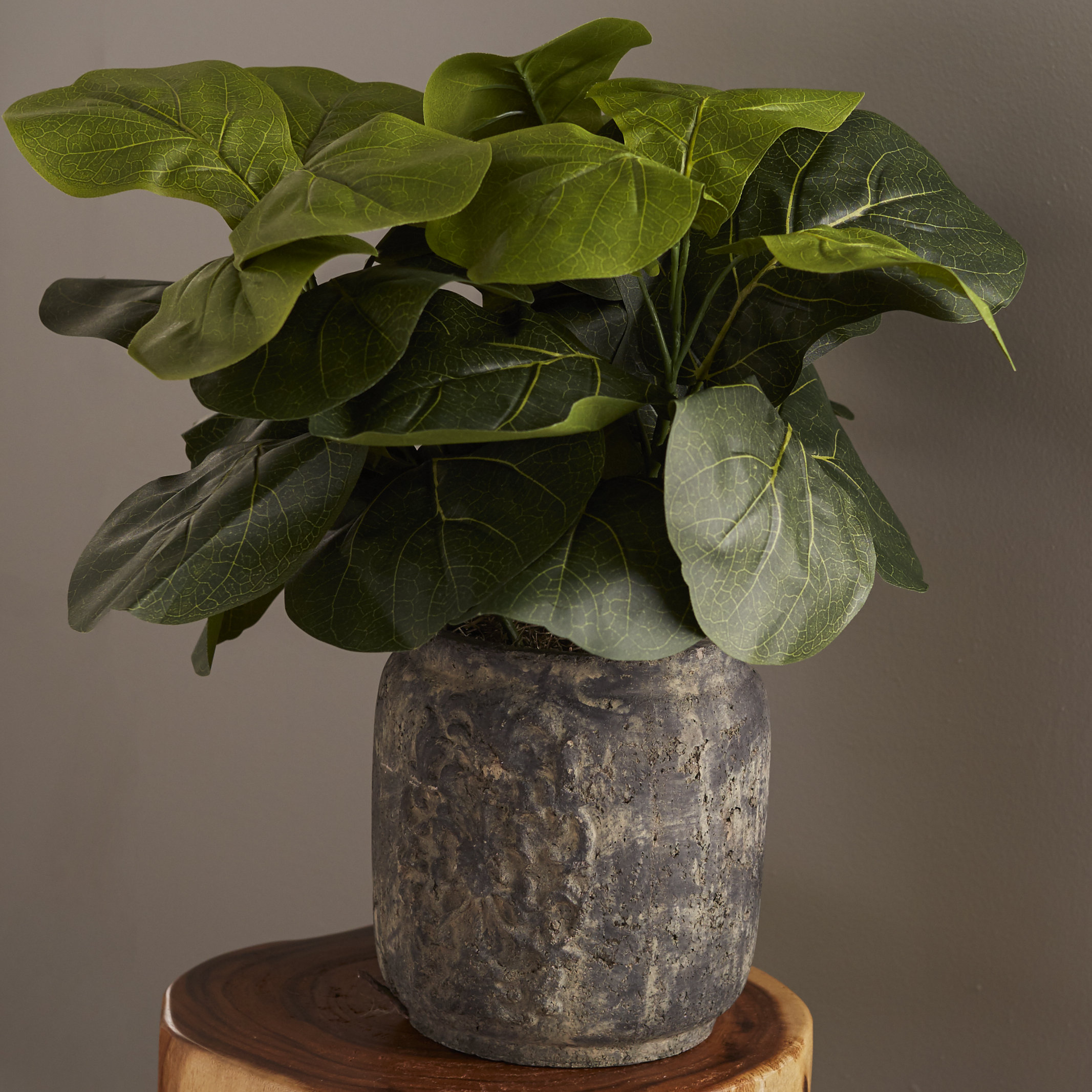 Potted Fiddle Leaf Fig Desktop Plant Reviews Joss Main