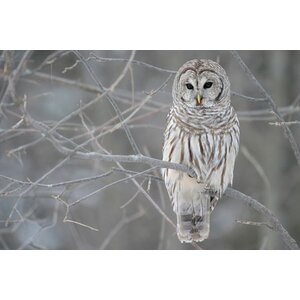 'Barred Owl on Branches' Photographic Print