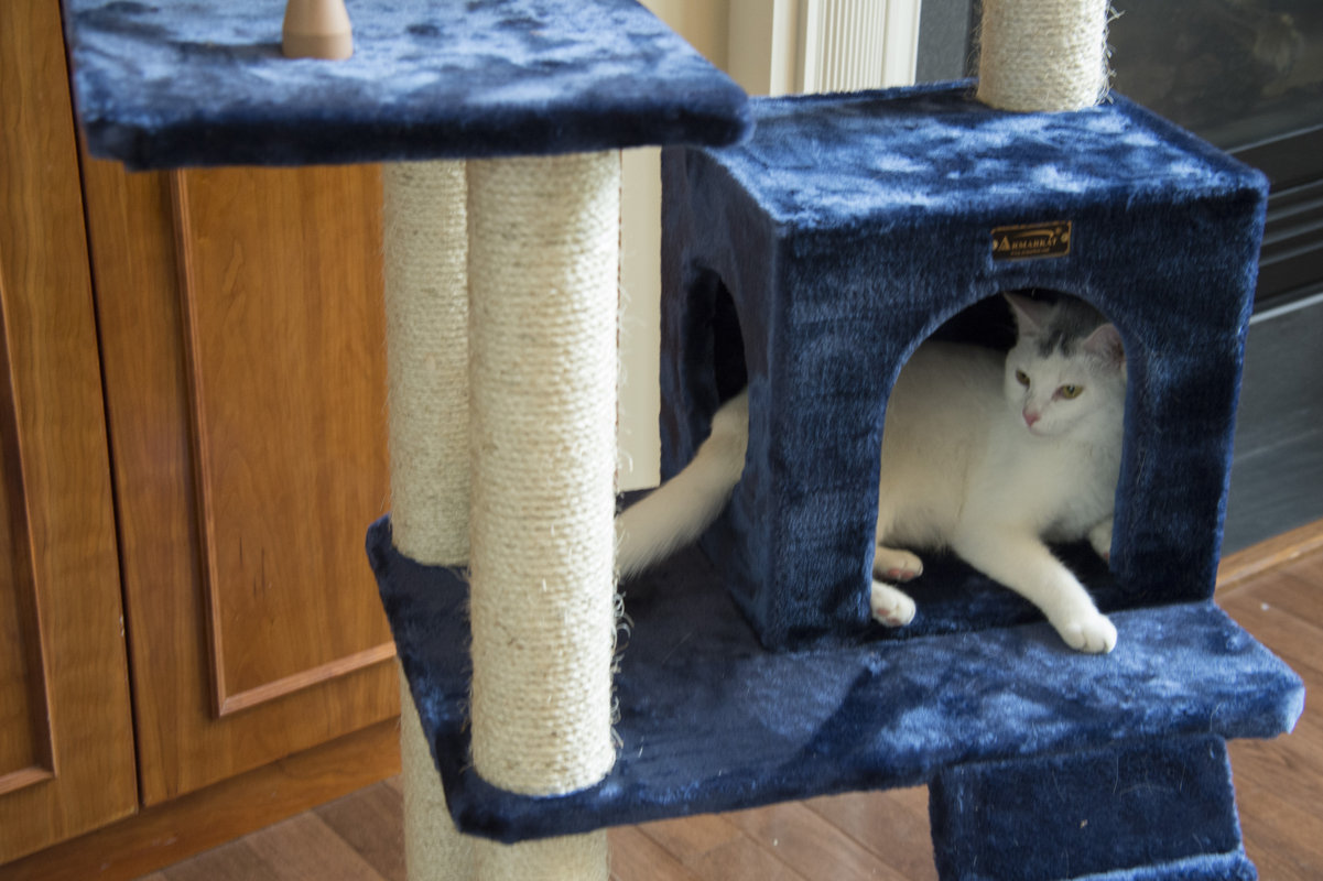 Armarkat 71" Classic Cat Tree & Reviews Wayfair