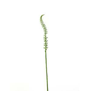 Foxtail Lily Stem (Set of 12)