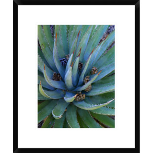 36 x 36 ArtWall 4 Piece Linda Parkers Desert Agave Gallery Wrapped Canvas Square Set