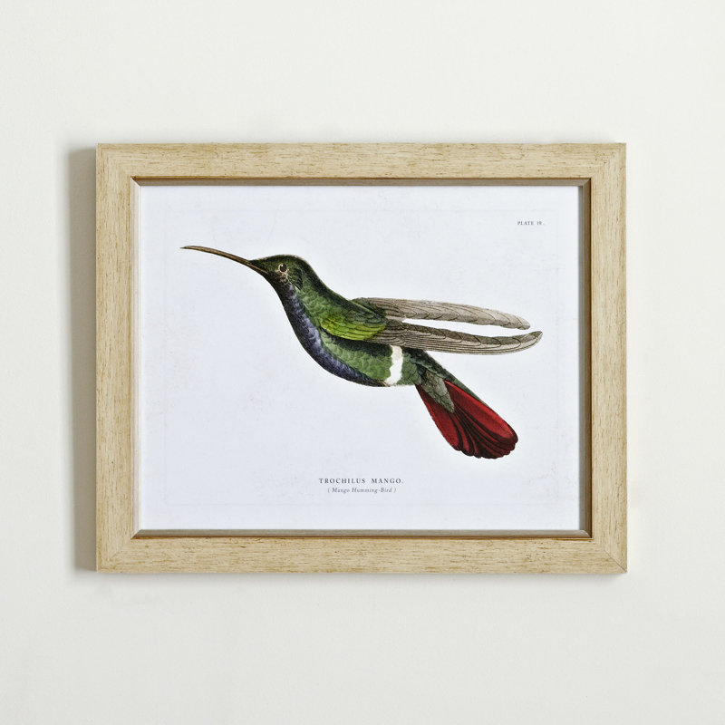 Birch Lane™ Hummingbird Framed Print II & Reviews Birch Lane