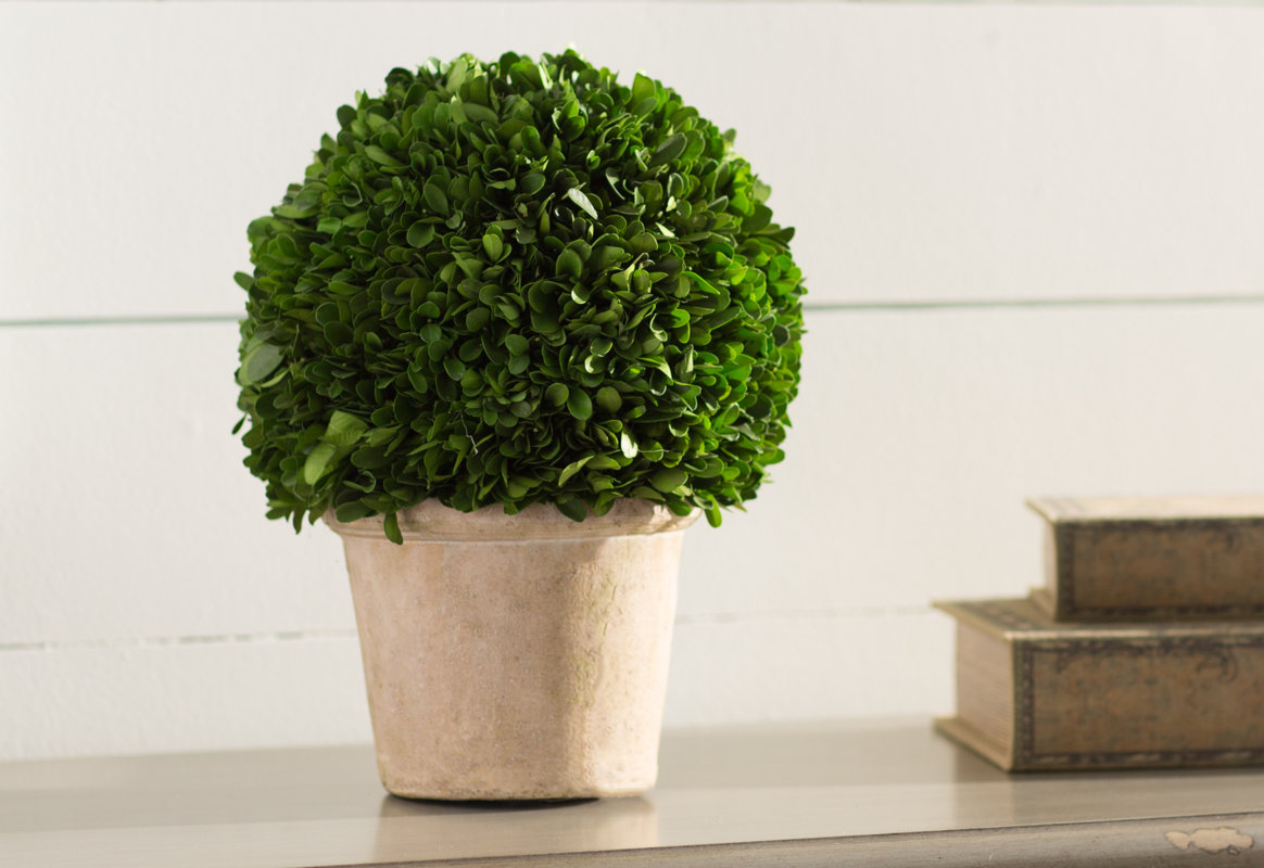 Lark Manor Preserved Greens Ball Boxwood Topiary in Pot & Reviews Wayfair