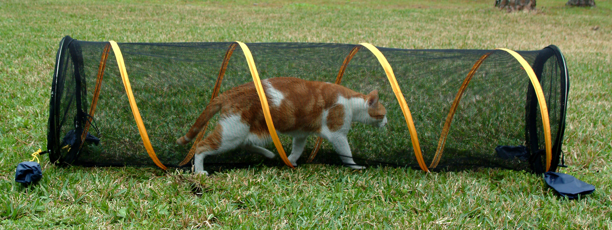 ABO Gear Fun Run Pet Play Tunnel & Reviews Wayfair