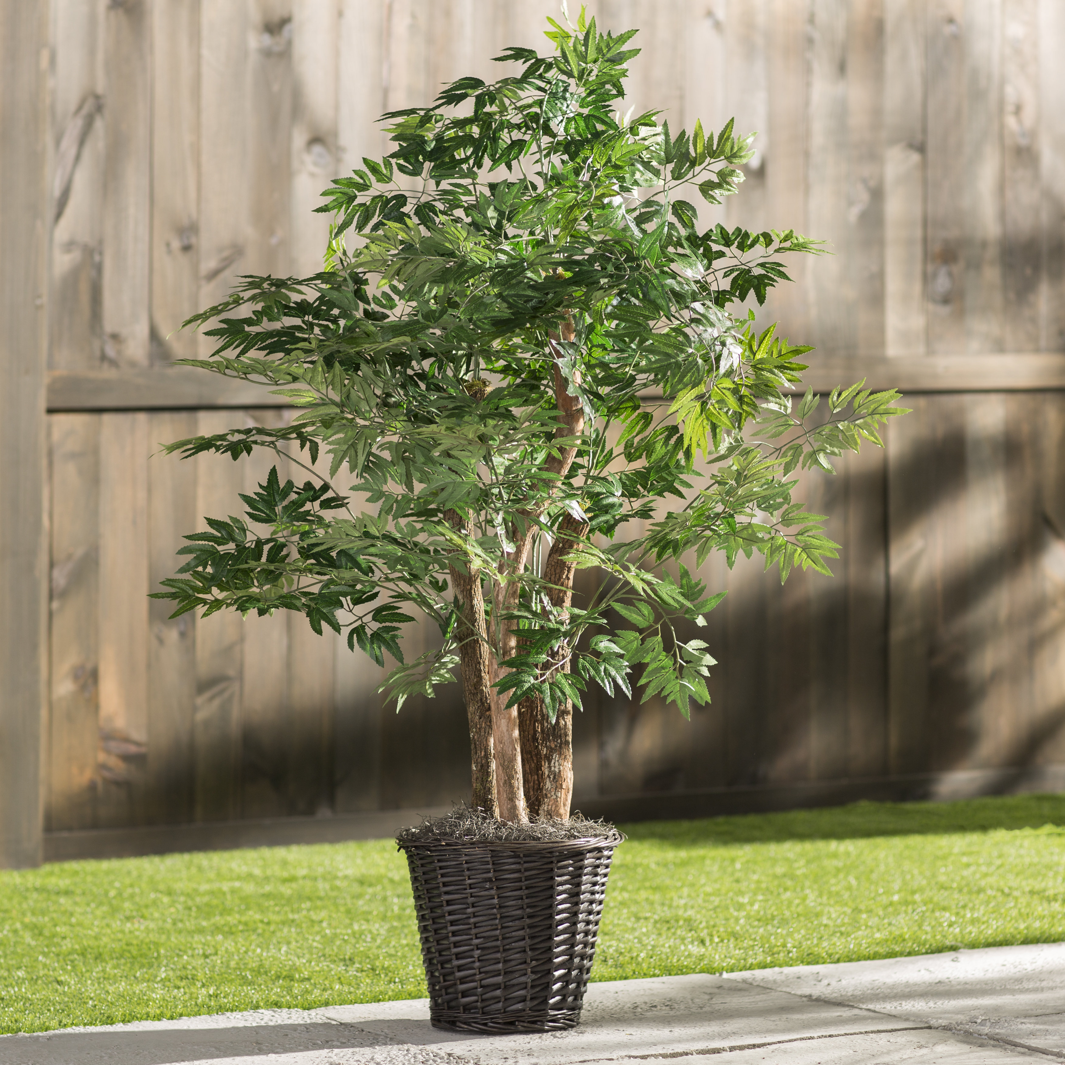 Ming Bonsai Tree Care Bonsai Tree