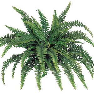 Boston Fern with 60 Branches